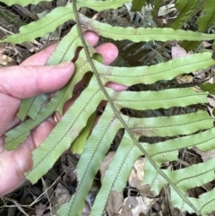 Blechnum cartilagineum at West Nowra, NSW - suppressed