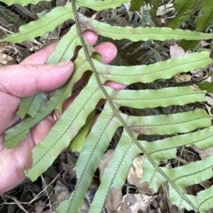 Blechnum cartilagineum at West Nowra, NSW - 18 Sep 2023