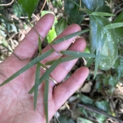 Geitonoplesium cymosum (Climbing Lily) at Nowra - Bens Walk Bushcare Group - 18 Sep 2023 by lbradley