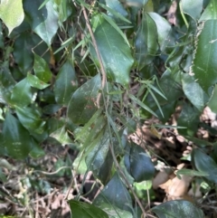 Geitonoplesium cymosum at West Nowra, NSW - 18 Sep 2023
