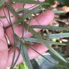 Geitonoplesium cymosum at West Nowra, NSW - 18 Sep 2023