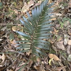 Macrozamia communis (Burrawang) at Bens Walking Track - 18 Sep 2023 by lbradleyKV