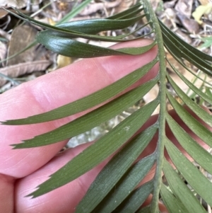 Macrozamia communis at West Nowra, NSW - suppressed