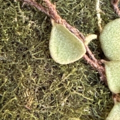 Pyrrosia rupestris (Rock Felt Fern) at Bens Walking Track - 18 Sep 2023 by lbradley