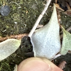 Pyrrosia rupestris at West Nowra, NSW - 18 Sep 2023 03:02 PM