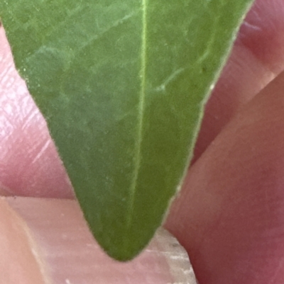 Melicope micrococca (Hairy-leaved Doughwood, White Euodia) at West Nowra, NSW - 18 Sep 2023 by lbradley