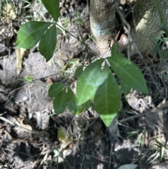 Melicope micrococca at West Nowra, NSW - 18 Sep 2023 02:56 PM