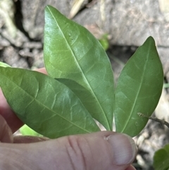 Melicope micrococca at West Nowra, NSW - 18 Sep 2023