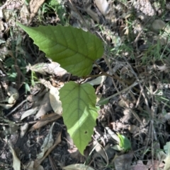 Cissus antarctica (Water Vine, Kangaroo Vine) at Nowra - Bens Walk Bushcare Group - 18 Sep 2023 by lbradley