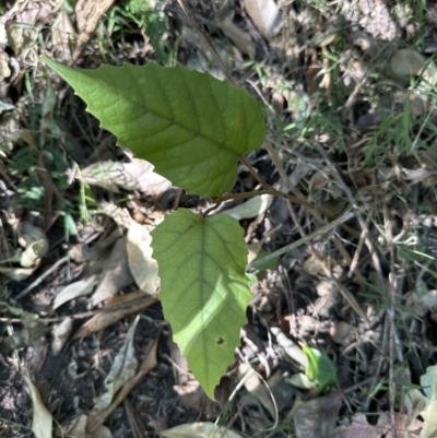 Cissus antarctica (Water Vine, Kangaroo Vine) at West Nowra, NSW - 18 Sep 2023 by lbradleyKV