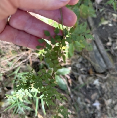 Pandorea pandorana (Wonga Wonga Vine) at Bens Walking Track - 18 Sep 2023 by lbradley