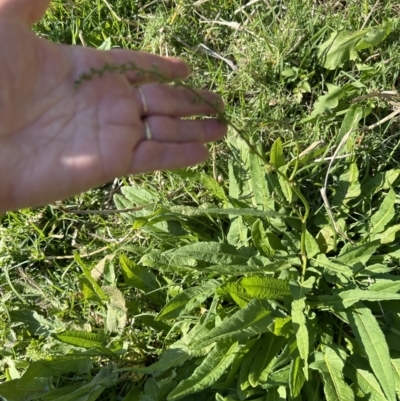 Rumex brownii (Slender Dock) at West Nowra, NSW - 18 Sep 2023 by lbradley