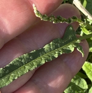 Rumex brownii at West Nowra, NSW - 18 Sep 2023 02:43 PM