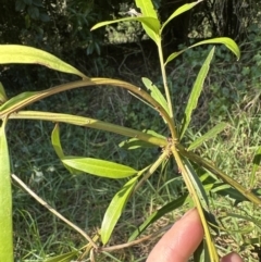 Podocarpus elatus (Plum Pine, Brown Pine, Illawarra Plum) at West Nowra, NSW - 18 Sep 2023 by lbradley