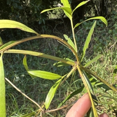Podocarpus elatus (Plum Pine, Brown Pine, Illawarra Plum) at Bens Walking Track - 18 Sep 2023 by lbradleyKV
