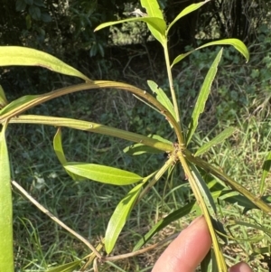 Podocarpus elatus at West Nowra, NSW - 18 Sep 2023