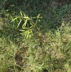 Podocarpus elatus at West Nowra, NSW - 18 Sep 2023