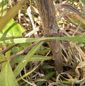 Podocarpus elatus at West Nowra, NSW - 18 Sep 2023