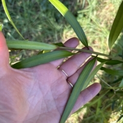 Podocarpus elatus at West Nowra, NSW - 18 Sep 2023