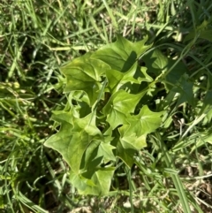 Delairea odorata (Cape Ivy) at West Nowra, NSW - 18 Sep 2023 by lbradley