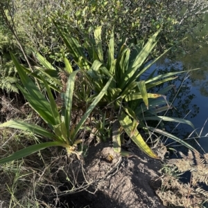 Crinum pedunculatum at suppressed - suppressed