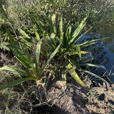 Crinum pedunculatum (Swamp Lily, River Lily, Mangrove Lily) at West Nowra, NSW - 18 Sep 2023 by lbradleyKV