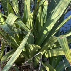 Crinum pedunculatum at suppressed - suppressed