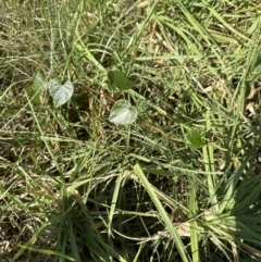 Stephania japonica (Stephania, Tape Vine, Snake Vine) at West Nowra, NSW - 18 Sep 2023 by lbradley