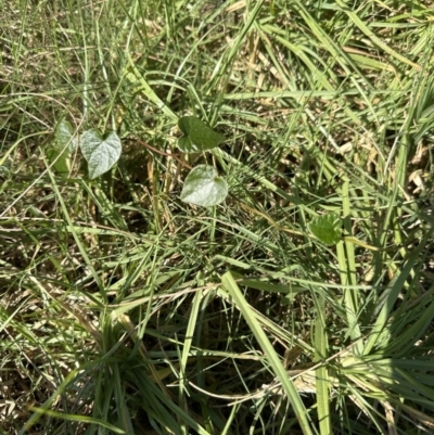 Stephania japonica (Stephania, Tape Vine, Snake Vine) at Bens Walking Track - 18 Sep 2023 by lbradleyKV