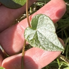 Stephania japonica at West Nowra, NSW - 18 Sep 2023