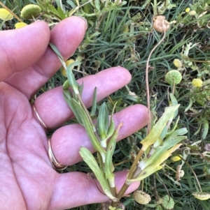 Cotula coronopifolia at West Nowra, NSW - 18 Sep 2023 02:19 PM