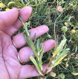 Cotula coronopifolia at West Nowra, NSW - 18 Sep 2023