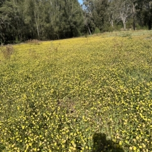 Cotula coronopifolia at West Nowra, NSW - 18 Sep 2023