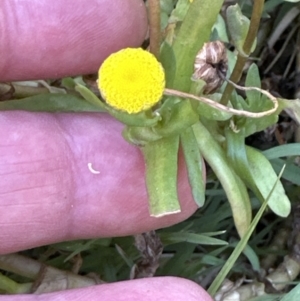 Cotula coronopifolia at West Nowra, NSW - 18 Sep 2023