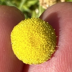 Cotula coronopifolia at West Nowra, NSW - 18 Sep 2023