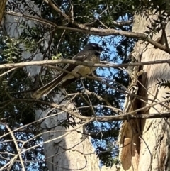 Rhipidura albiscapa (Grey Fantail) at West Nowra, NSW - 18 Sep 2023 by lbradley