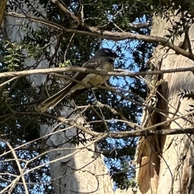 Rhipidura albiscapa (Grey Fantail) at Bens Walking Track - 18 Sep 2023 by lbradleyKV