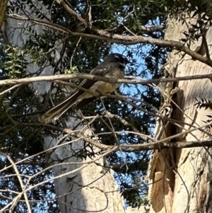 Rhipidura albiscapa at West Nowra, NSW - 18 Sep 2023