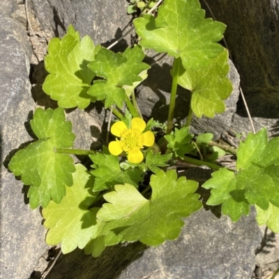 Ranunculus muricatus (Sharp Buttercup) at Molonglo, ACT - 18 Sep 2023 by SteveBorkowskis