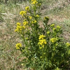 Barbarea verna (Wintercress, American Cress) at Molonglo, ACT - 18 Sep 2023 by SteveBorkowskis