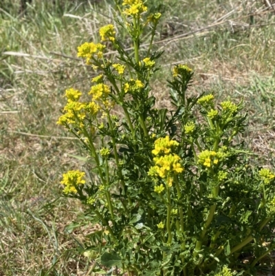 Barbarea verna (Wintercress, American Cress) at Molonglo, ACT - 18 Sep 2023 by Steve_Bok