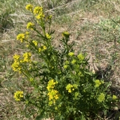 Barbarea verna at Molonglo, ACT - 18 Sep 2023 11:57 AM