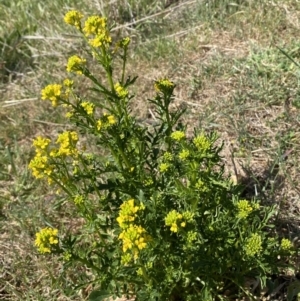 Barbarea verna at Molonglo, ACT - 18 Sep 2023