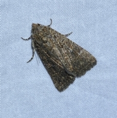 Hypoperigea tonsa (A Noctuid moth (Acronictinae) at Jerrabomberra, NSW - 15 Sep 2023 by SteveBorkowskis