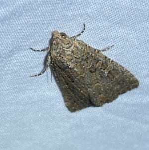 Hypoperigea tonsa at suppressed - 15 Sep 2023
