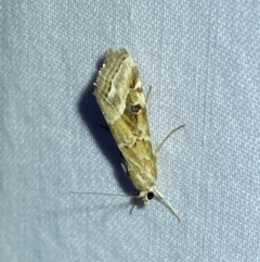 Hellula undalis (Cabbage Webworm) at QPRC LGA - 15 Sep 2023 by Steve_Bok