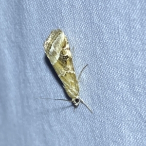 Hellula undalis at suppressed - 15 Sep 2023