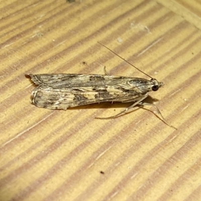 Nomophila corticalis (A Snout Moth) at QPRC LGA - 15 Sep 2023 by Steve_Bok