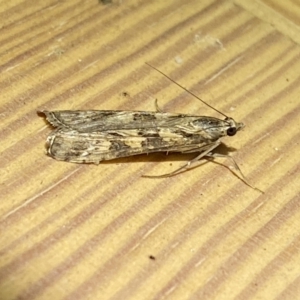 Nomophila corticalis at Jerrabomberra, NSW - 15 Sep 2023