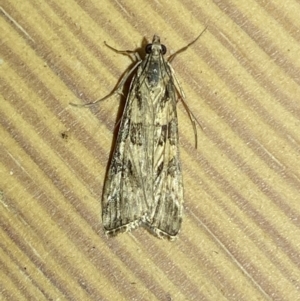 Nomophila corticalis at suppressed - 15 Sep 2023